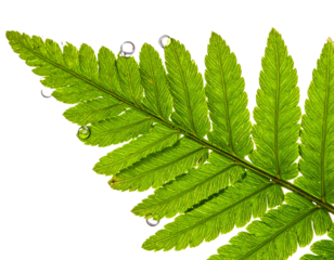 Close-up of a vibrant green fern frond with water droplets.
