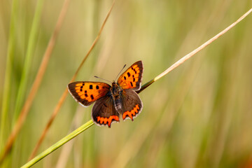 Small Copper