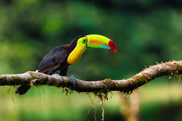 Keel billed Toucan  © Rob