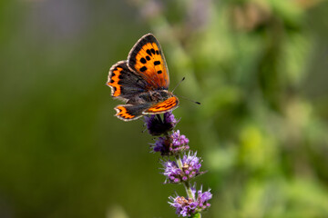 Small Copper