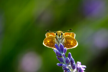 Large Skipper