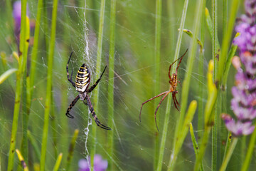 Male and female waspspider
