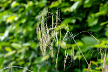 Wild grass