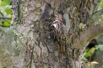 Woodcreeper Boomkruiper