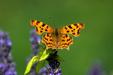 Comma Butterfly