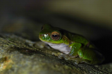 Close-Up of Green Tree Frog Resting on Rock in Natural Dark Forest Habitat
