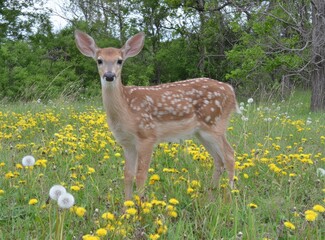 Young deer standing in a field of yellow flowers and green foliage