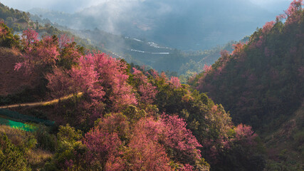 Spring marks the Lunar New Year of the Vietnamese people. Across the northwestern mountain regions of Vietnam, cherry blossoms bloom brilliantly, coloring villages and hillsides in shades of pink. 