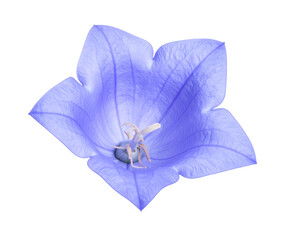 A single delicate blue bellflower isolated on a white background.