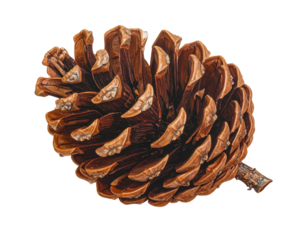 Detailed Close-up of a Single Brown Pine Cone on a White Background.