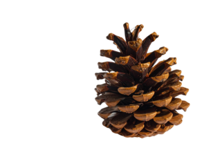 A detailed close-up of a single brown pine cone on a white background.
