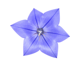 A single blue balloon flower with six petals isolated on a white background.