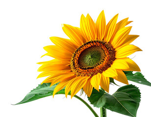 Beautiful Sunflower in Full Bloom Against a White Background.