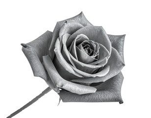 Black and White Rose Isolated on White Background.
