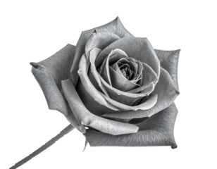 Black and White Rose Isolated on White Background.