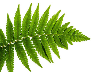 Close-up of a vibrant green fern frond against a white background.