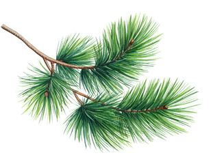 Pine Tree Branch with Green Needles Isolated on White Background.
