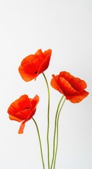 Obraz premium Three Red Poppies Minimalist White Background