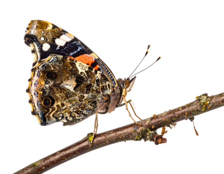 Close-up of a Red Admiral Butterfly perched on a branch. - Powered by Adobe