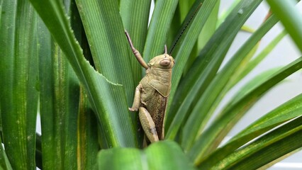 green leaf on a branch