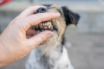 dirty teeth of a small breed dog with tartar and plaque in close-up