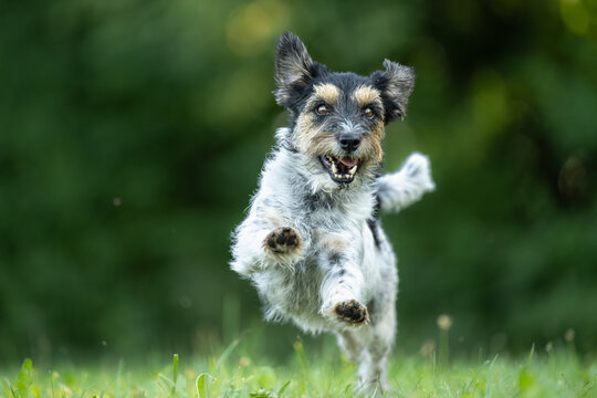 small energetic jack russell terrier dog running towards the camera across a green meadow at golden hour