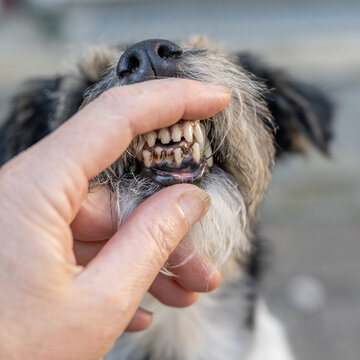 dirty teeth of a small breed dog with tartar and plaque in close-up