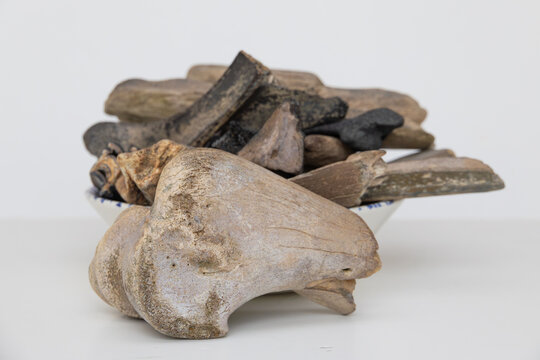 Prehistoric doggerland dutch fossils of teeth and bones of megafauna