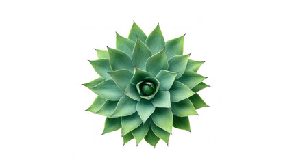 Top view of a green agave plant with a black background