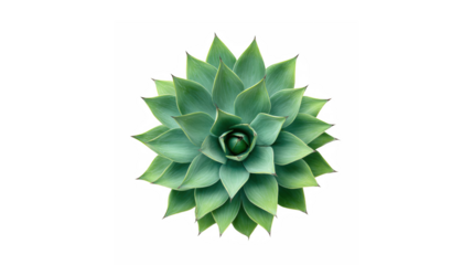 Top view of a green agave plant with a black background