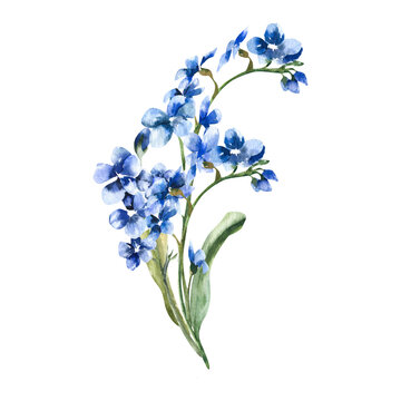 Blue field flowers stem watercolor illustration. Hand drawn floral clipart with forget me not spring petal fowers for vintage wedding card,poster, packing design