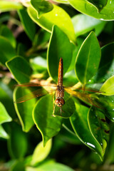 Top view of brown dragonfly resting on green leaves in the garden with sunlight.