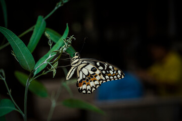 Beautiful Lime Butterfly (Papilio demoleus) hanging on the green branch in the dark background.