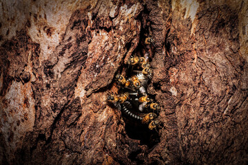 Colony of wild honey bees building a nest in the hollow of a tree trunk.