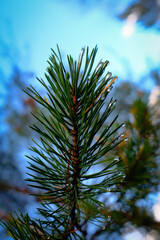 Pine Needles with Dew Drops Against Blue Sky in Scandinavian Forest