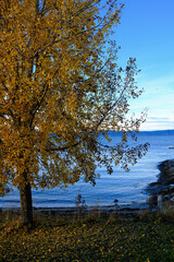 Golden Autumn Tree by the Fjord in Trondheim, Norway with Yellow Leaves and Calm Blue Water
