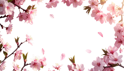 Cherry Blossom Frame Isolated on Transparent Background