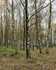Fototapeta premium Autumn scene in a peaceful forest with tall birch trees and fallen leaves on the ground