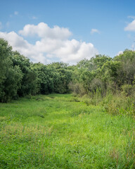 Obraz premium Lush green meadow surrounded by trees under a bright blue sky with fluffy white clouds in a tranquil natural setting