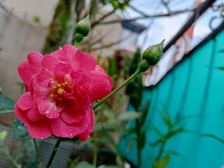Close up of a pink rose flower covered with fresh water droplets after rain, blooming in a garden with soft natural light and blurred green background.