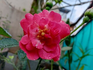 Close up of a pink rose flower covered with fresh water droplets after rain, blooming in a garden with soft natural light and blurred green background.
