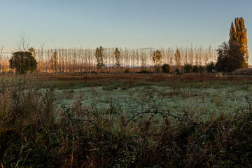morning in the forest in galicia, spain