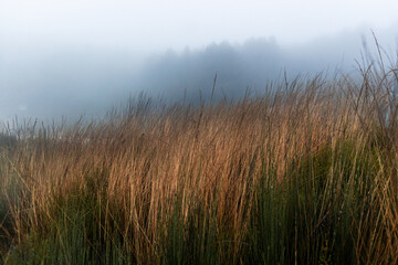 grass in mountain at fogy morning