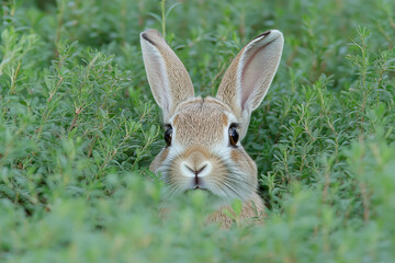 Obraz premium Generative ai image of cute wild rabbit hiding in dense green plants with alert ears and curious face in peaceful natural environment