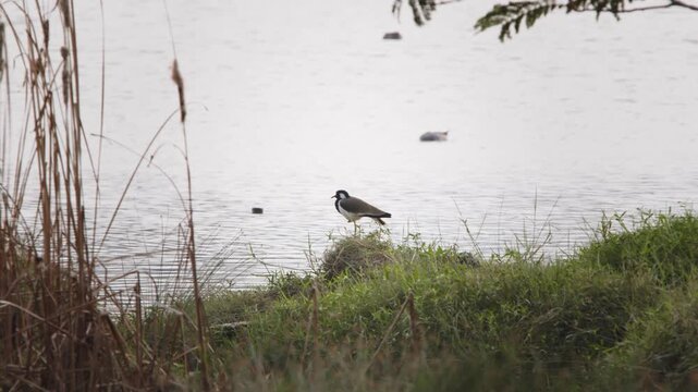 Wide shot of a red-wattled lapwing standing on grassy wetland banks near reeds and trees at a lake in Chennai, South India.