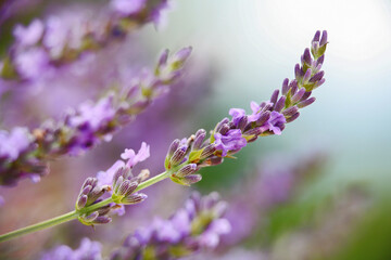 Lavendel