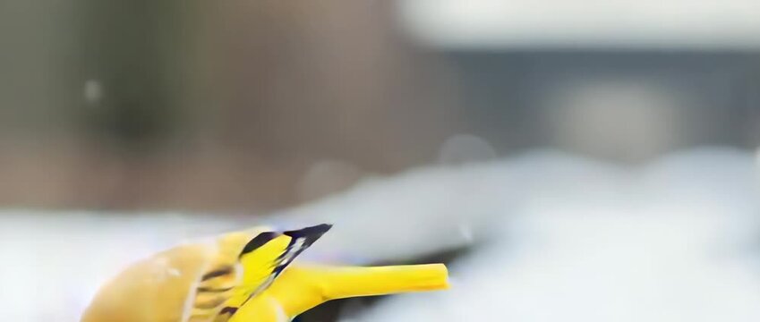 Vibrant Yellow Bird in Winter Snow Close Up Wildlife Photography