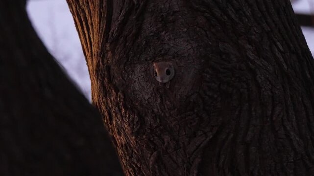 ウインクをするエゾモモンガ