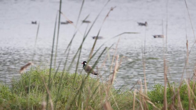 Wide shot of a red-wattled lapwing standing on grassy wetland banks beside a lake, with waterfowl visible in the background in Chennai, South India.