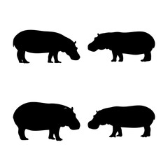 Silhouettes of four majestic hippopotamus standing on a clean white background